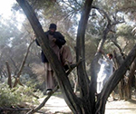 کابینه افغانستان قطع جنگل‌ها را ممنوع کرد